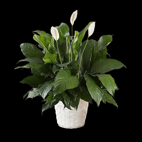 Peace Lily Plant for Sympathy