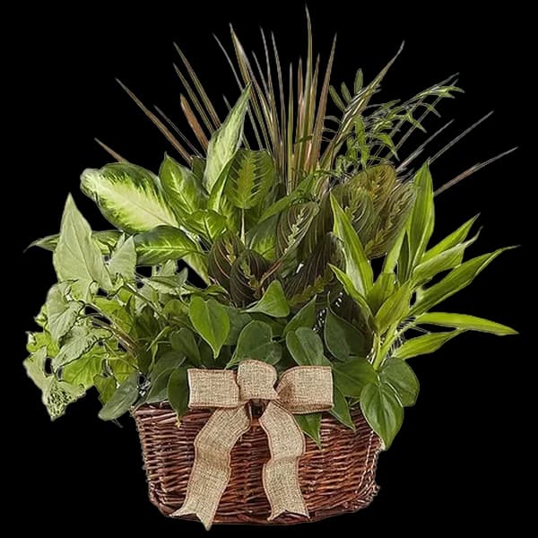 Classic Dish Garden for Sympathy